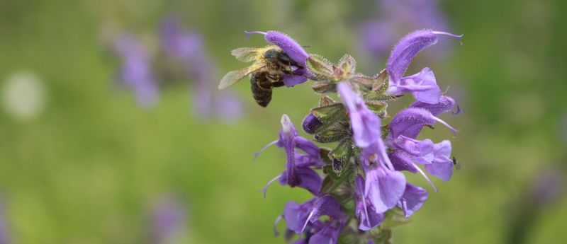 Eine Biene an einer violetten Blume