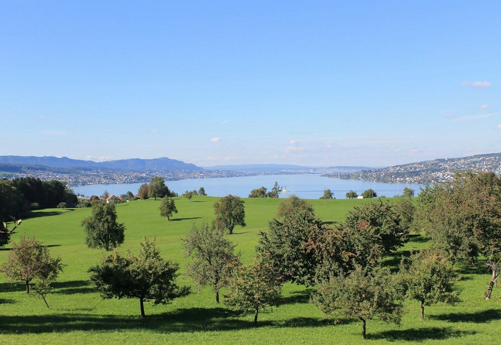 Gross Wiese mit Obstbäumen, dahinter die Aussicht auf den Zürichsee.