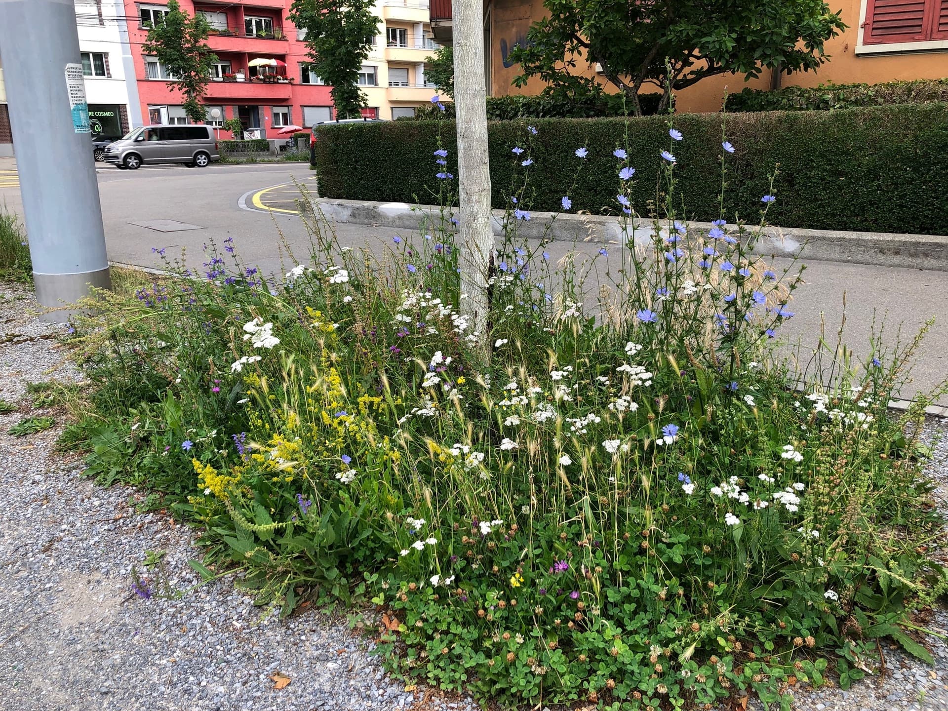 Baum im Siedlungsraum mit naturnaher Bepflanzung auf der Scheibe.