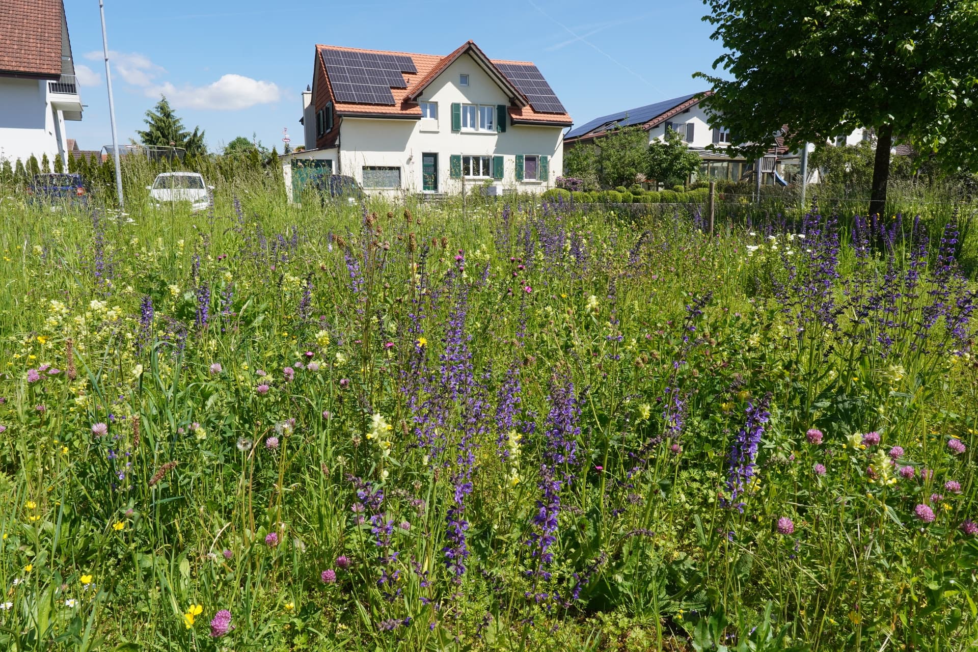 Prairie fleurie colorée, en arrière-plan une maison avec des panneaux solaires