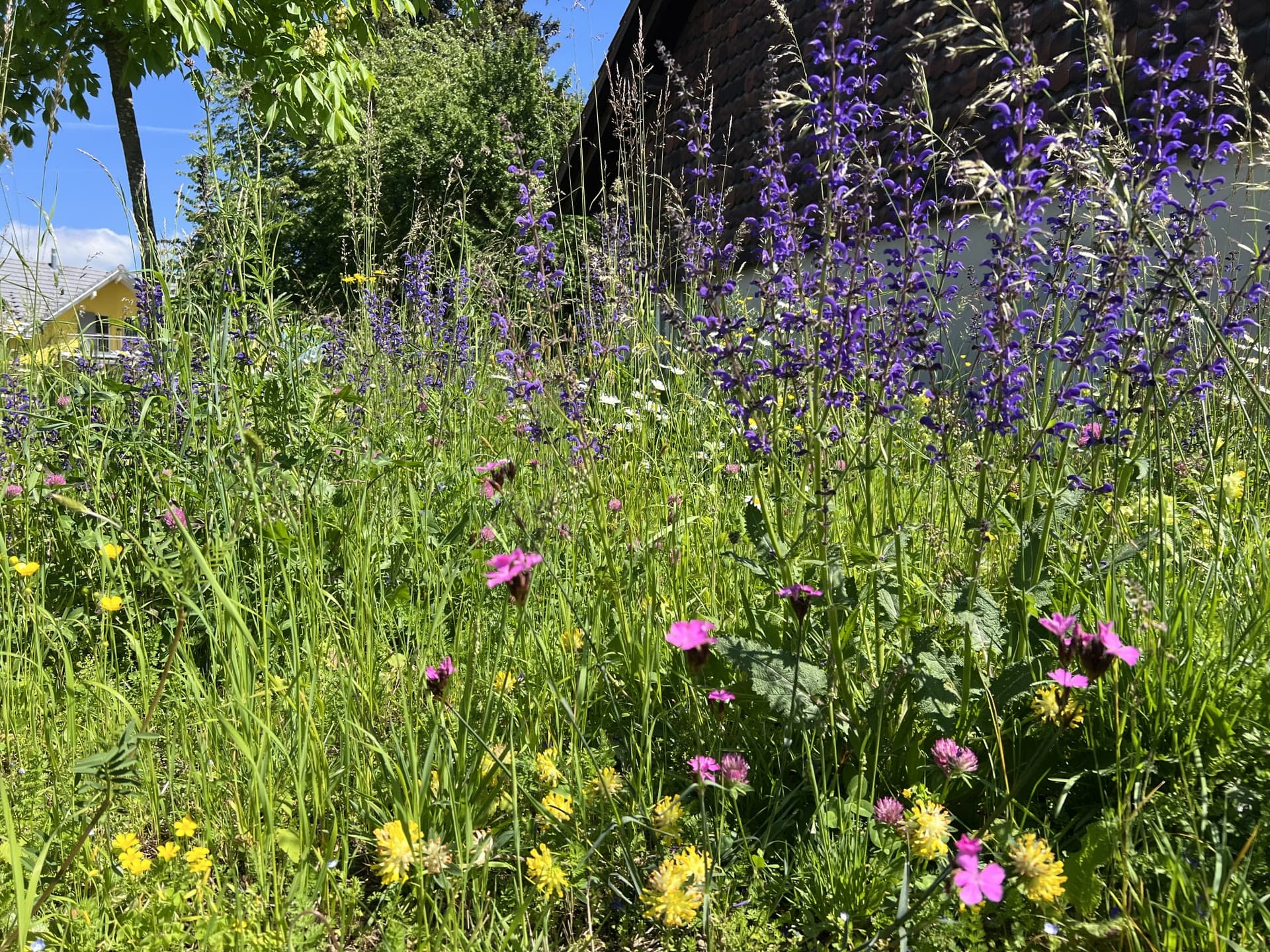 Prairie fleurie avec différentes espèces de plantes à fleurs roses, violettes et jaunes