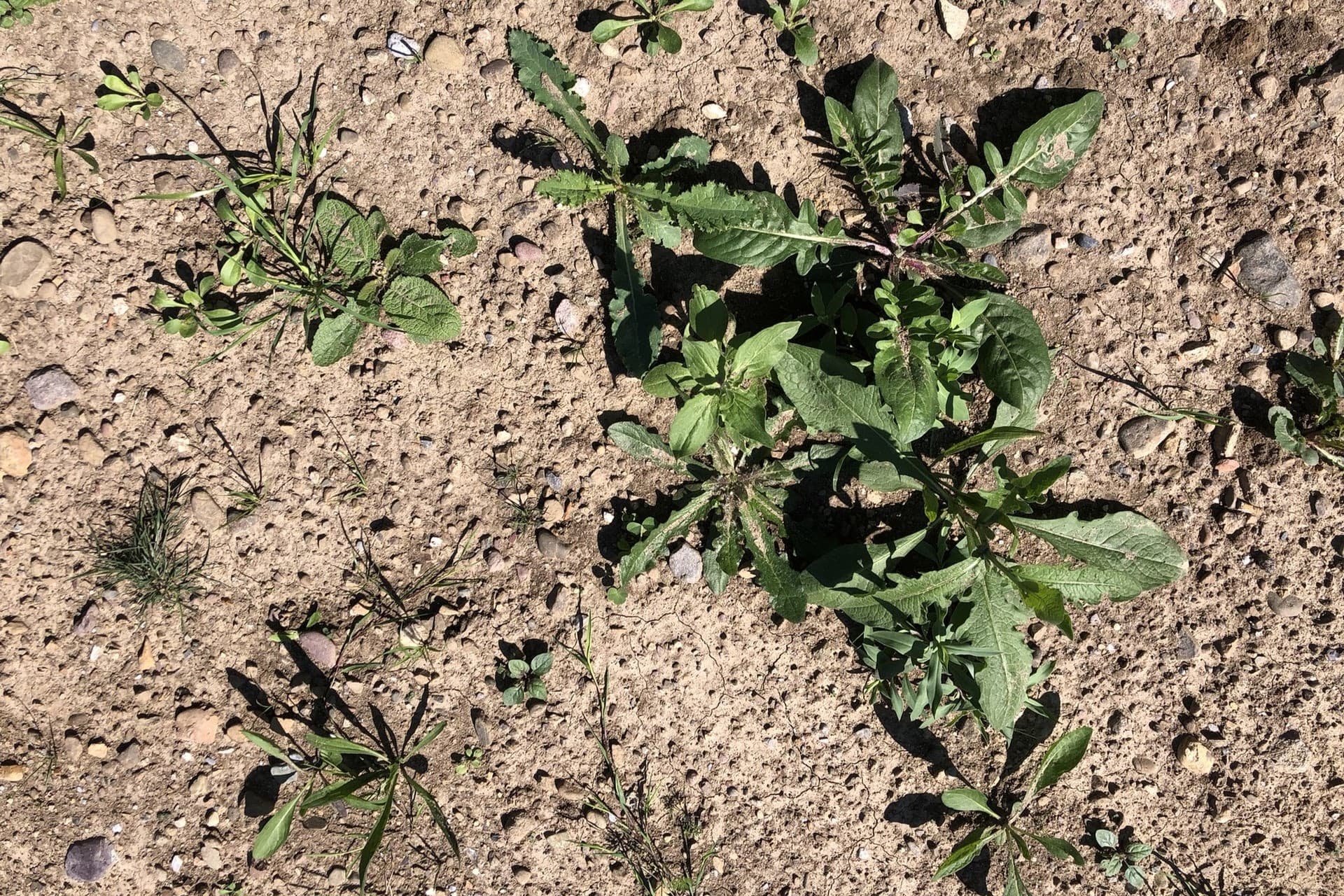 Rosettes des plantes poussent sur un sol sablonneux
