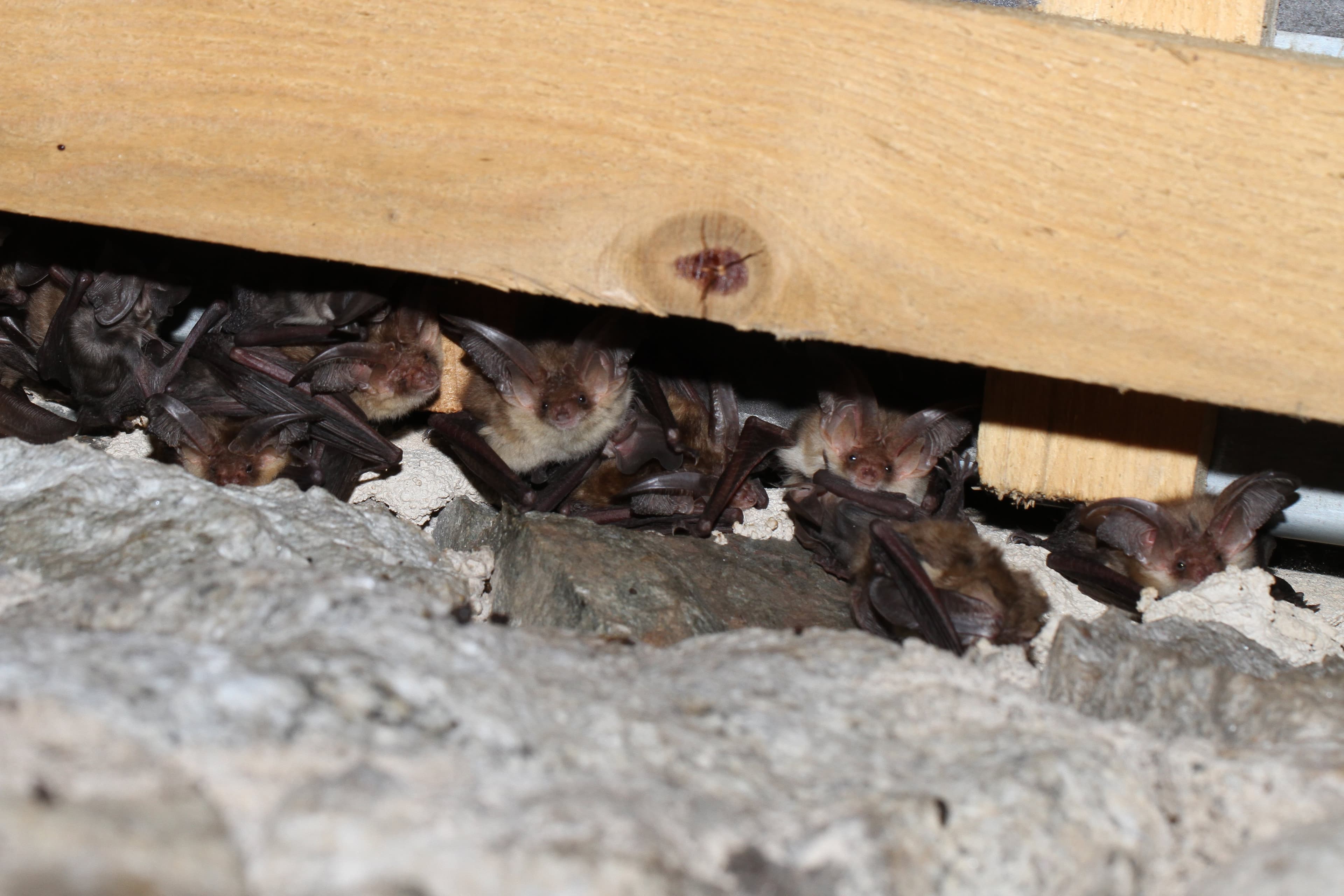 Die Fledermausart Blaues Langohr in der Kolonie.