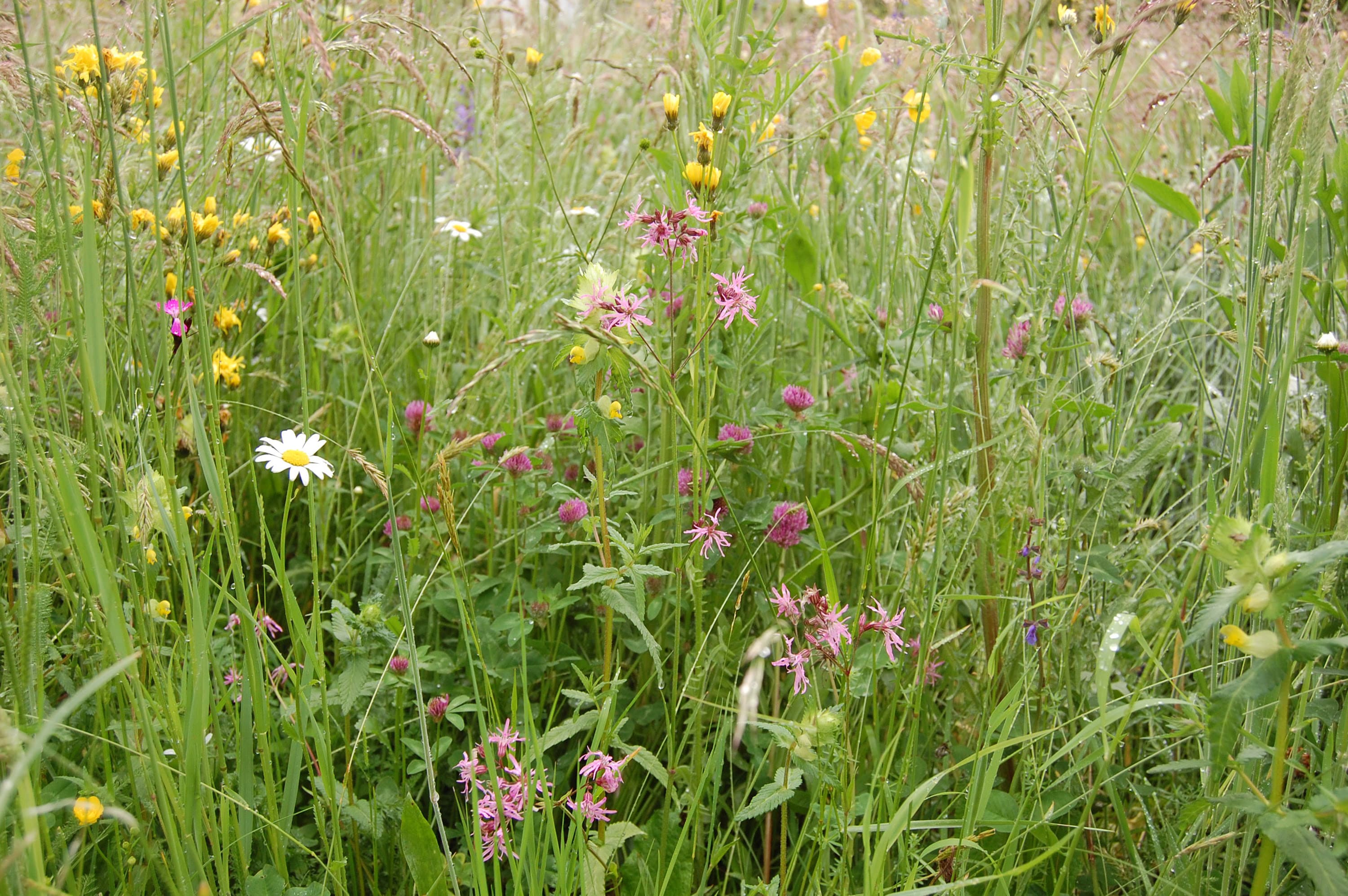 Prairie fleurie