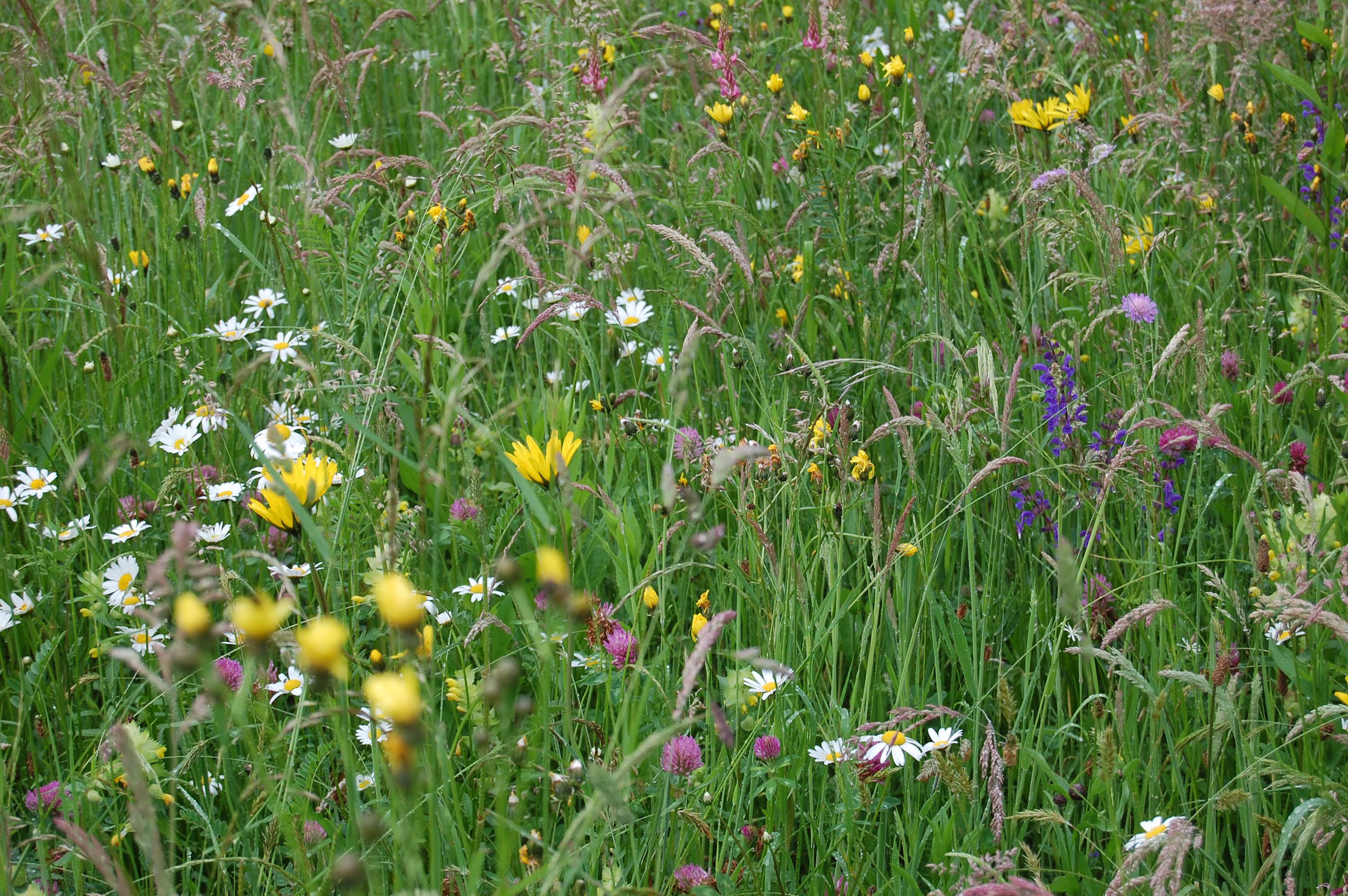 Prairie fleurie