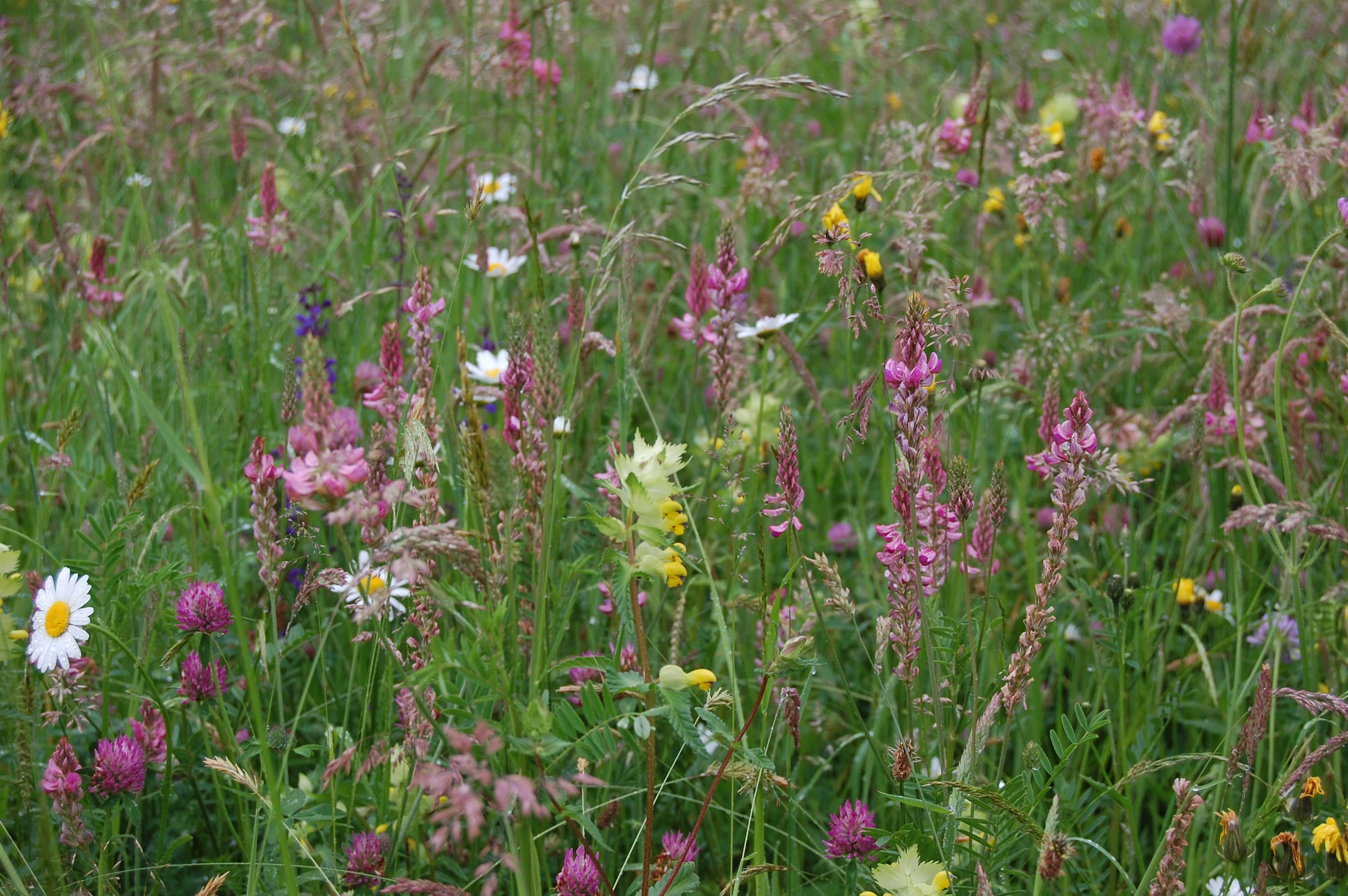 Prairie fleurie