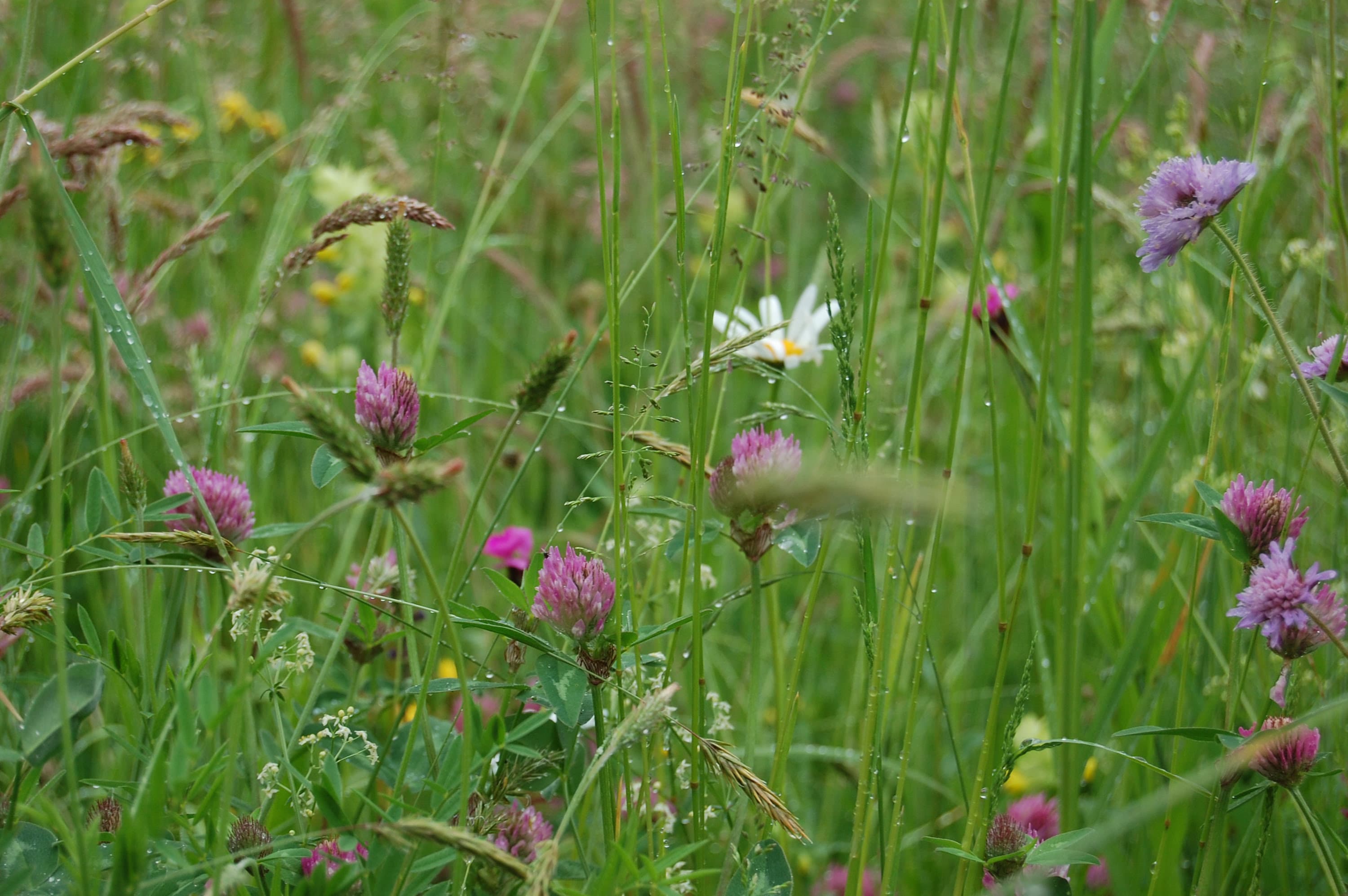 Prairie fleurie