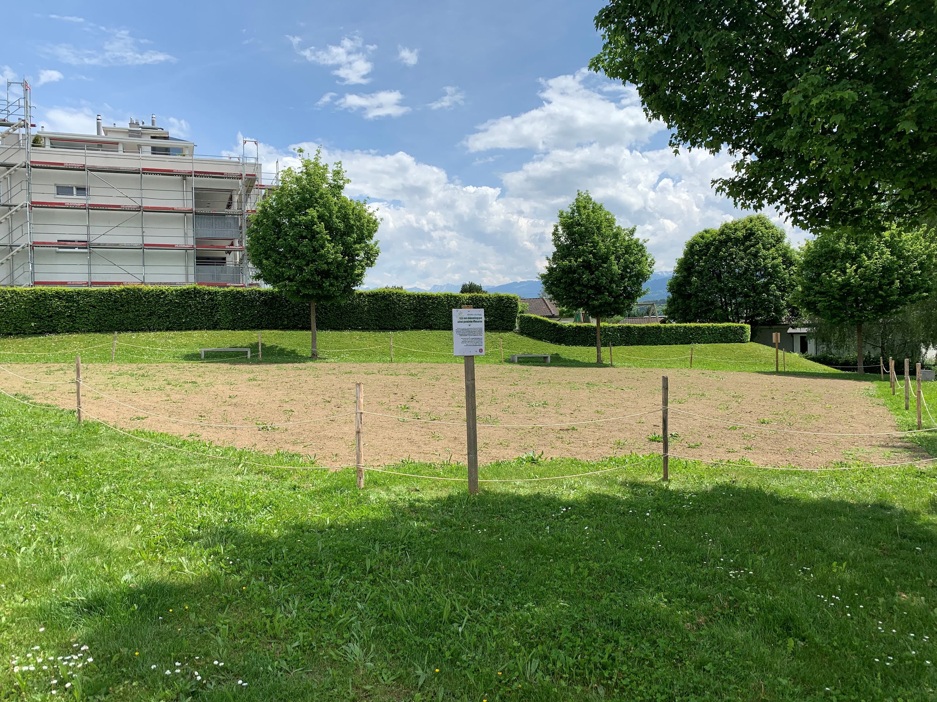 Prairie fleurie ensemencée à Marly - photo prise en mai 2024