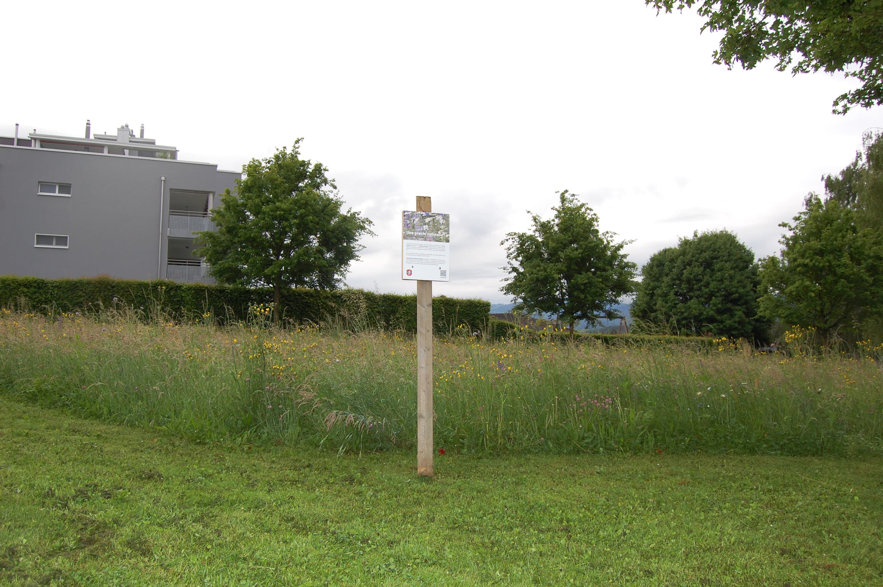 Prairie fleurie à Marly avec une multitude de fleurs en mai 2025