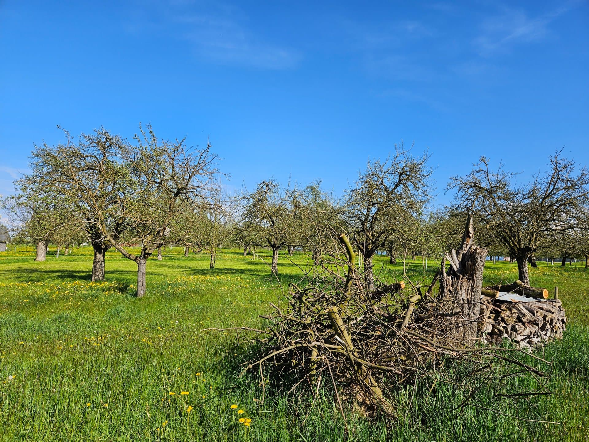 Verger au début du printemps avec tas de branches, souche d'un vieille arbre encore sur pied et tas de bois empilé comme un stère