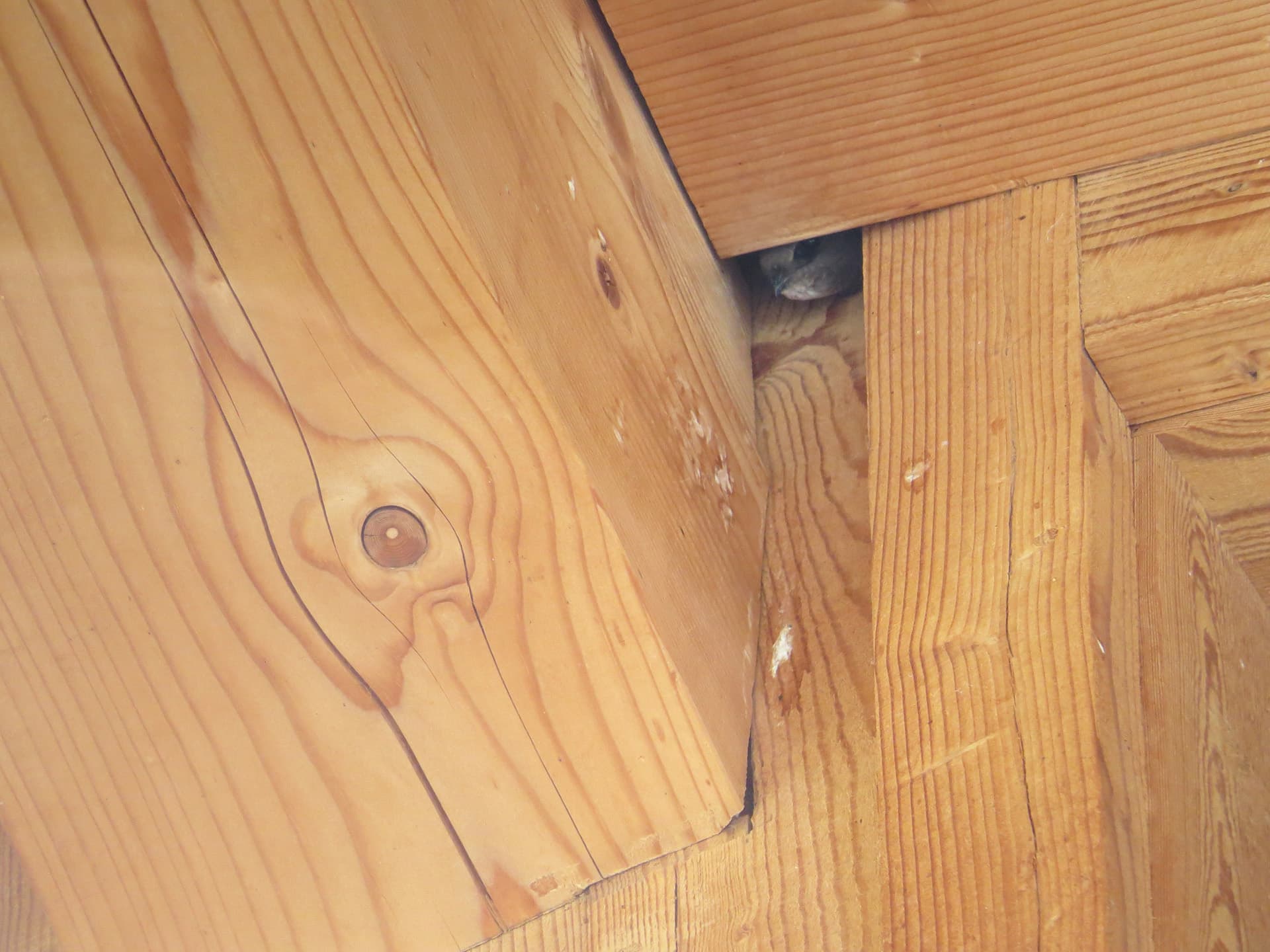 Ein Mauersegler schaut aus einer kleinen Öffnung in hellen Holzbalken.