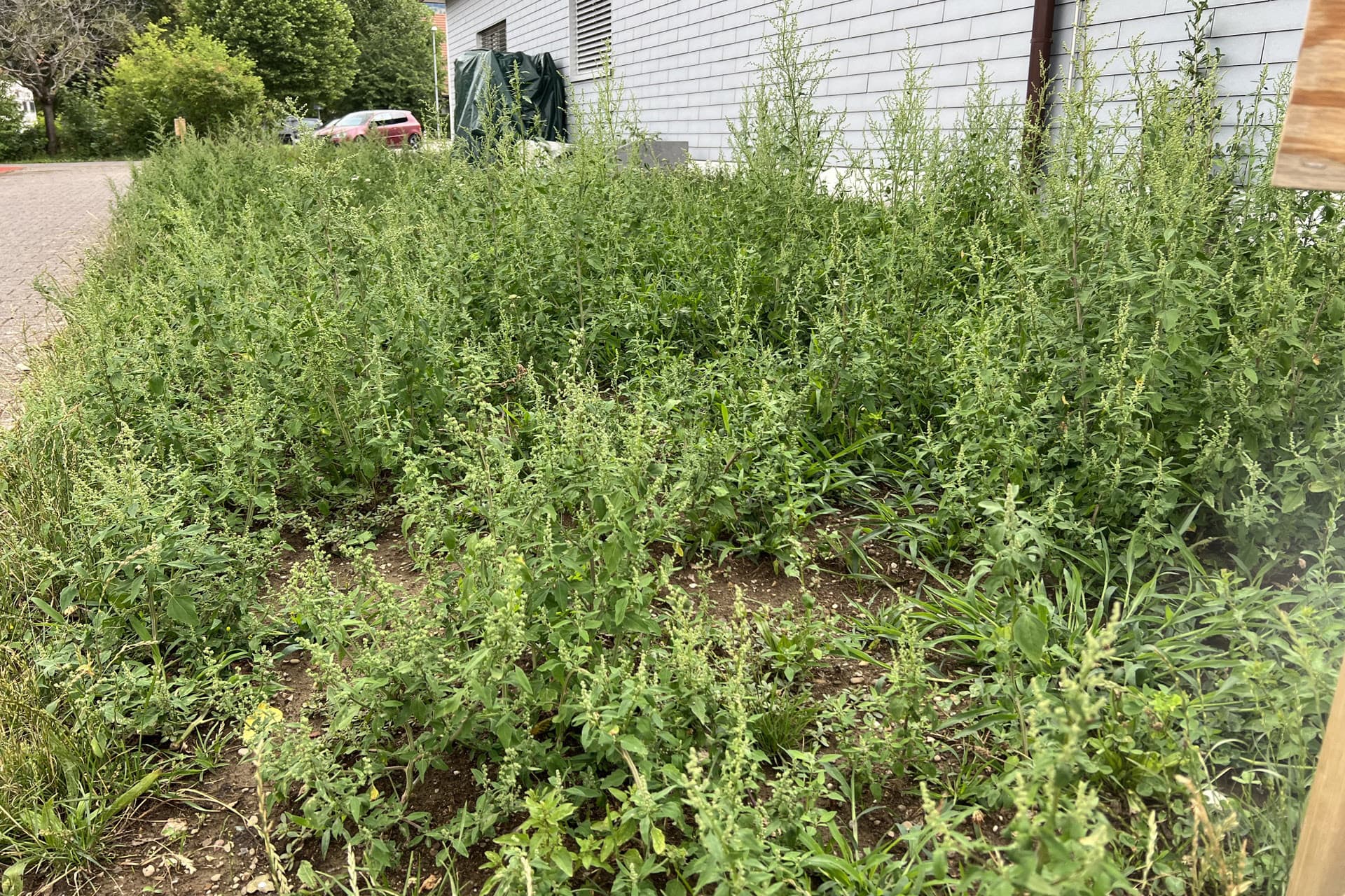 Prairie colonisée par des plantes annuelles quelques semaines après le semis