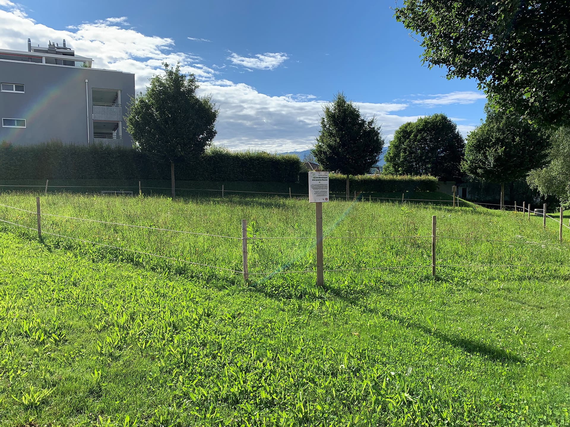 Prairie fleurie de la Colline quelques mois après l'ensemencement
