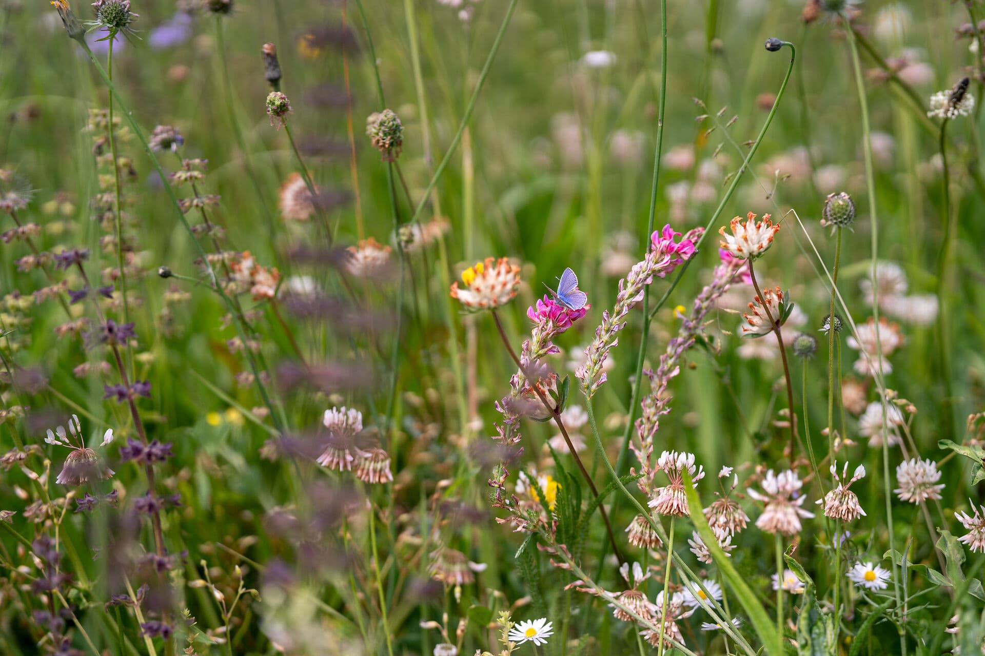 Ein kleiner Bläuling sitzt auf einer Saat-Esparsette inmitten einer bunten Wiese mit Blumen wie Hornklee und Wiesensalbei.