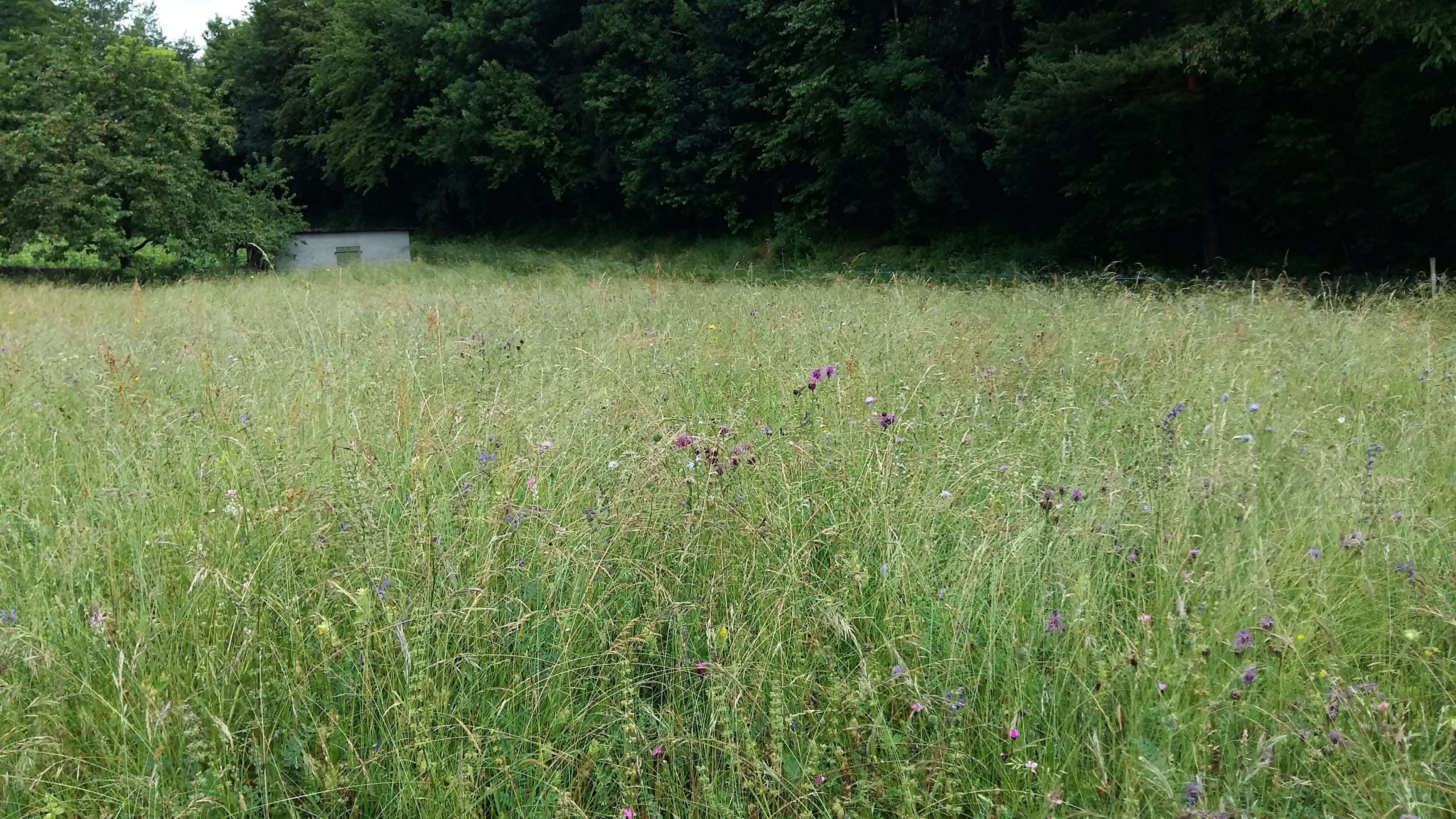Belle prairie verte entourée de végétation arborescente