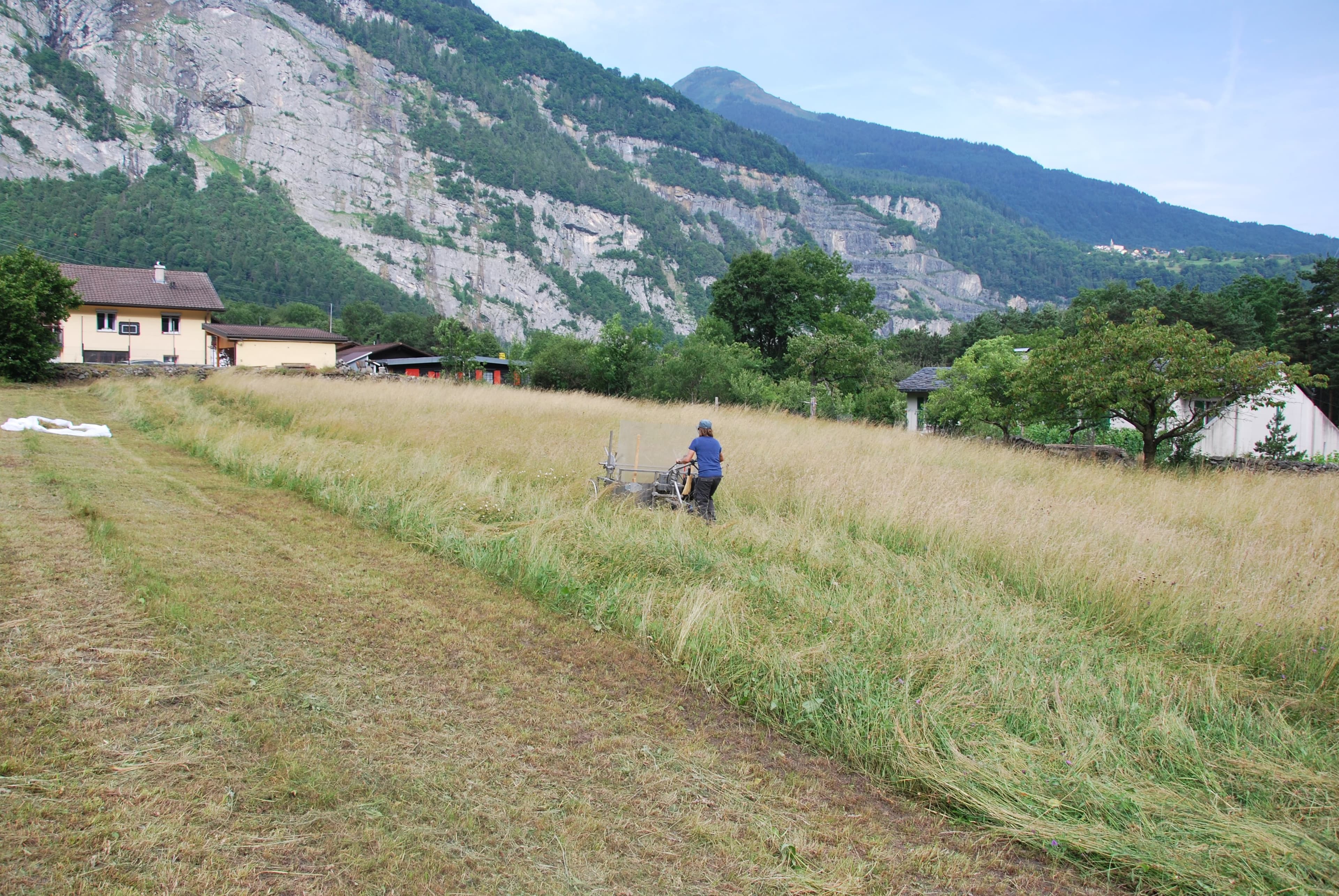 Un homme au T-Shirt bleu fauche une prairie verte-jaunâtre avec une machine particulière afin de récolter la fleur d foin, avec arrière plan de rocher et de forêt
