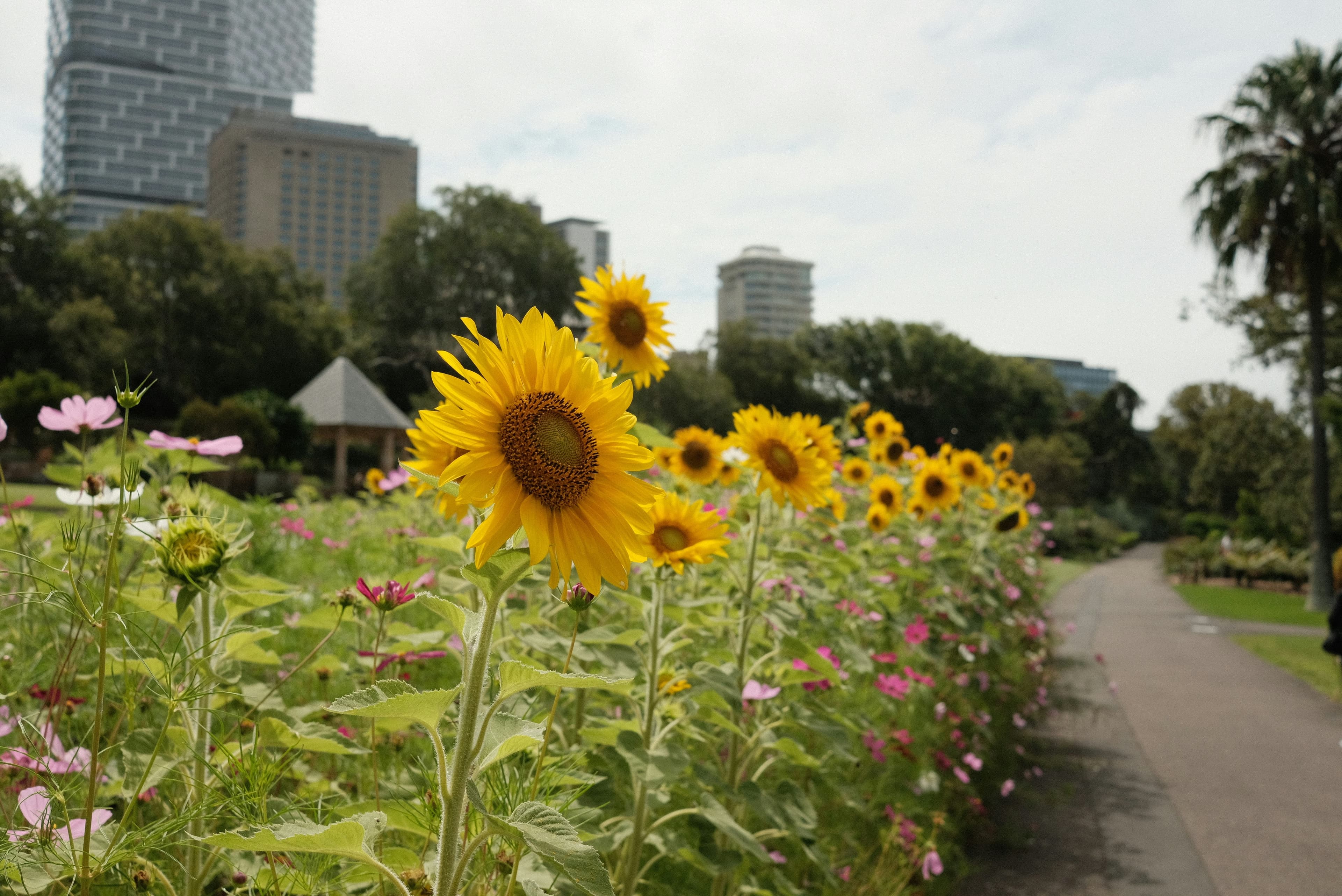 De nombreuses fleurs de tournesol parsemées de cosmos longent un chemin dans un parc urbain avec à l'arrière-plan des bâtiments imposants
