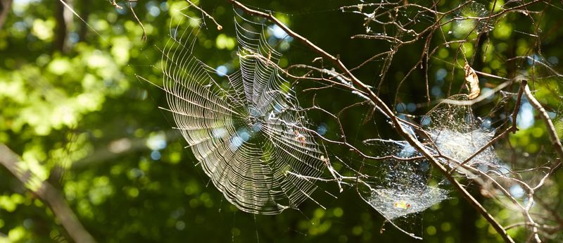 spinnennetz-wald.jpg