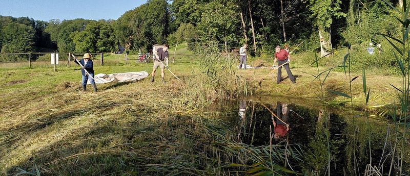 Vier Menschen engagieren sich für die Biodiversität und rechen am Tobelweiher in St. Gallen Gras.