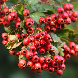 Ein Weissdorn-Zweig mit vielen roten Beeren.