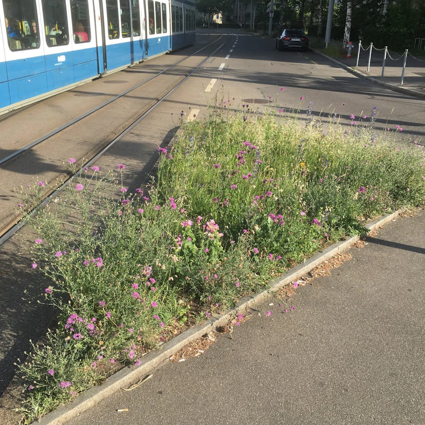 Grünfläche mit Blumen zwischen Strasse und Tramschiene.